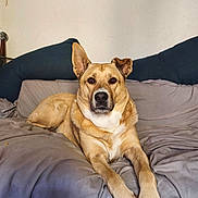 Ninha participe au concours pour gagner de l'argent avec cette photo : animal, brown, canine, comfortable, couch, dog, domestic_animal, ears, flag, fur, furniture, indoor, lying_down, one_ear_down, one_ear_up, pet, portrait, relaxed, tan_dog, wall