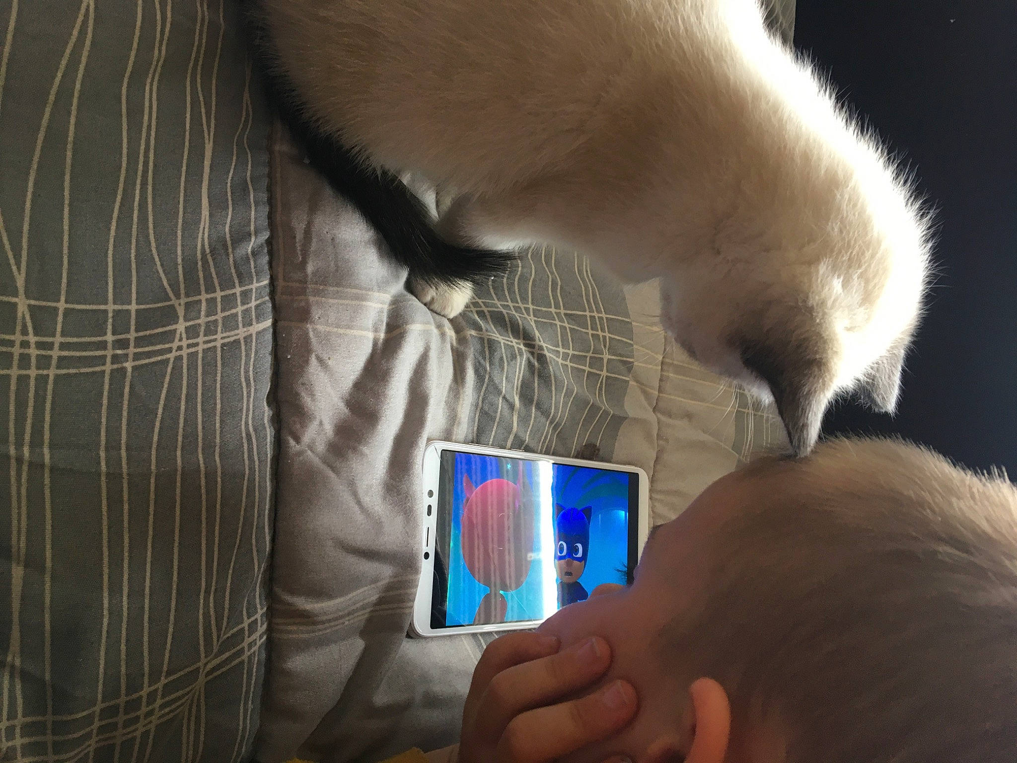 Tigrus a rejoint le concours — aidez-le/la à gagner de superbes lots ! electronic_device, finger, gadget, hand, smartphone, technology