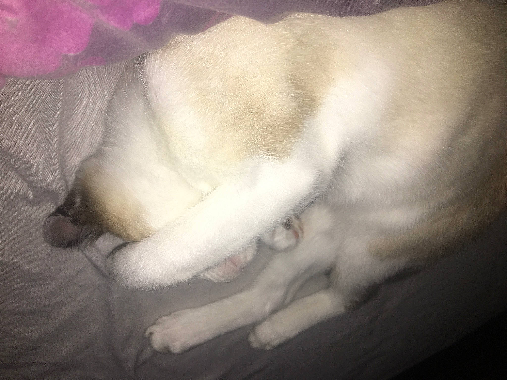 Tigrus participe au concours pour gagner de l'argent avec cette photo : canidae, carnivore, cloud, companion_dog, dog, dog_breed, non_sporting_group, paw, puppy, puppy_love, samoyed, sporting_group, tail