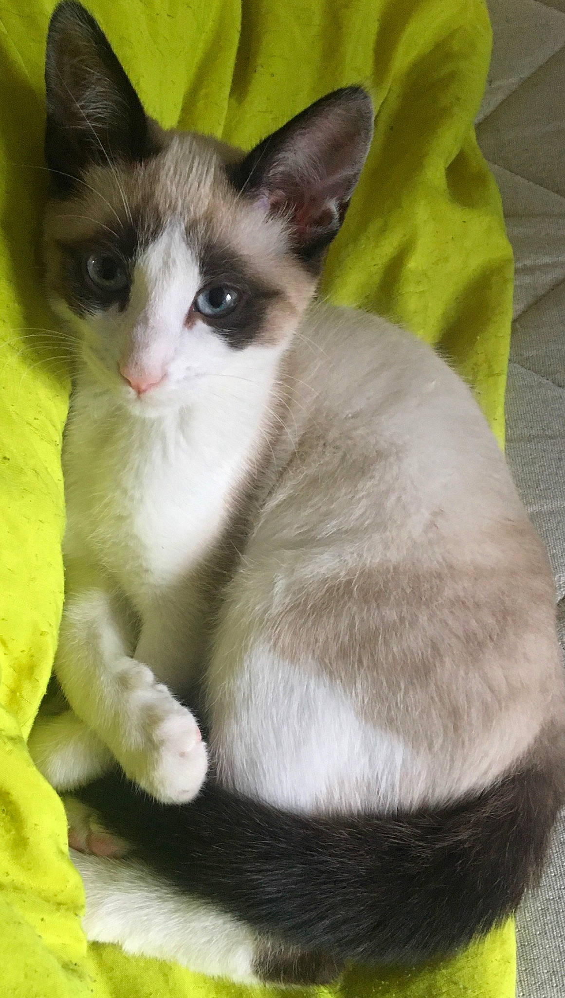 Tigrus participe au concours pour gagner de l'argent avec cette photo : asian, balinese, carnivore, cat, domestic_short_haired_cat, felidae, german_rex, javanese, kitten, mammal, ojos_azules, oriental_longhair, siamese, small_to_medium_sized_cats, snout, snowshoe, thai, tonkinese, vertebrate, whiskers