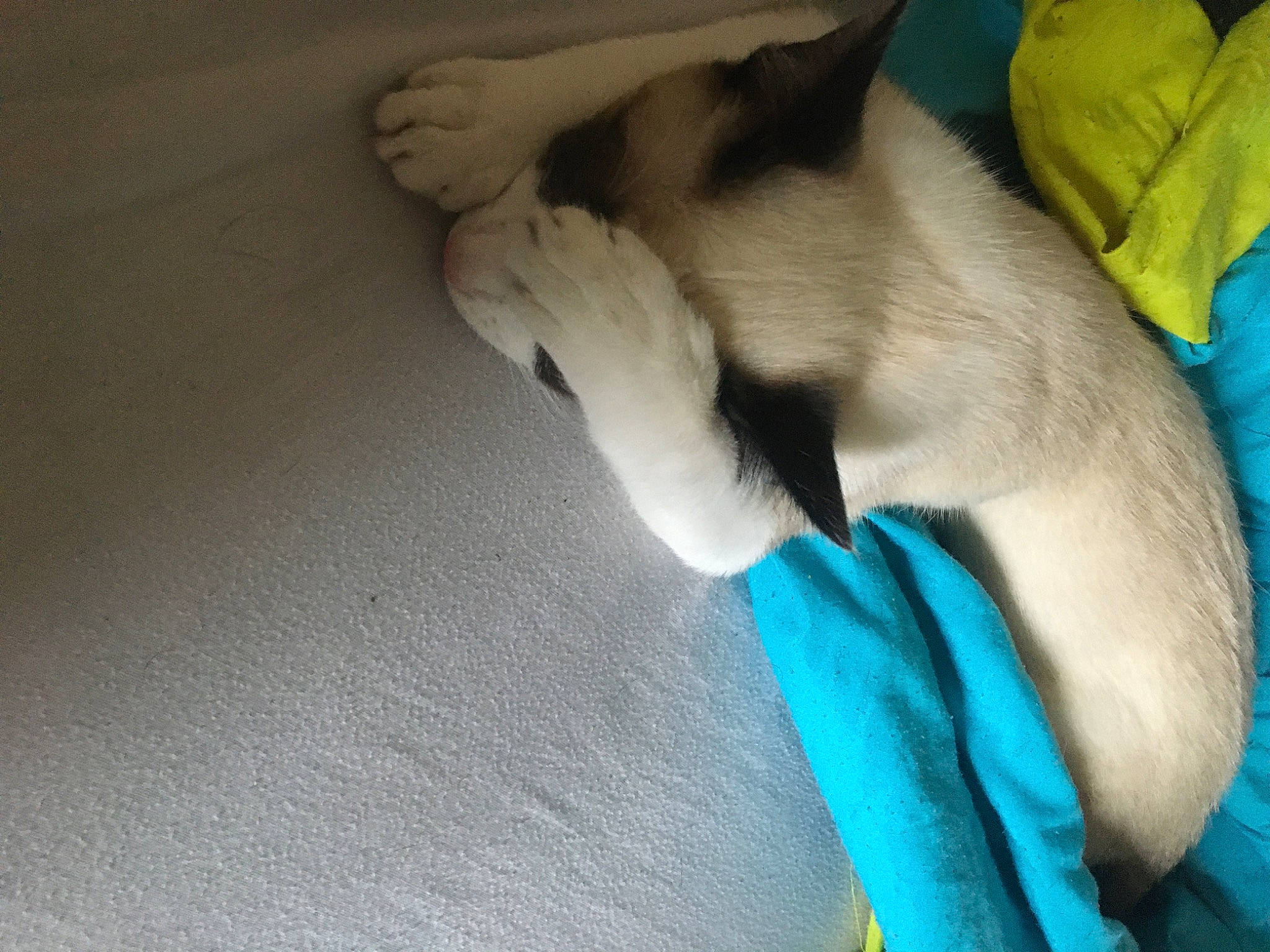 Tigrus participe au concours pour gagner de l'argent avec cette photo : balinese, burmese, carnivore, cat, claw, fawn, felidae, javanese, paw, siamese, small_to_medium_sized_cats, snowshoe, tail, thai, tonkinese, whiskers