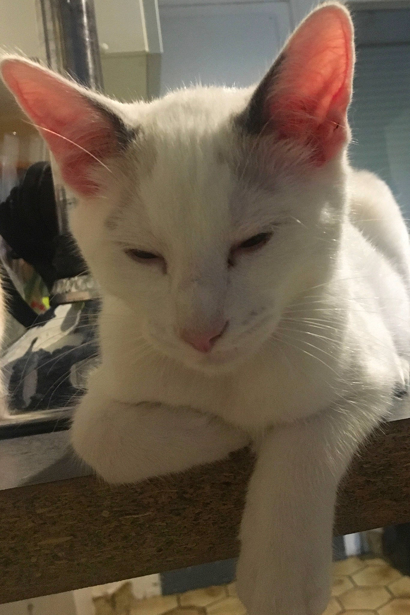 Kayon a rejoint le concours — aidez-le/la à gagner de superbes lots ! aegean_cat, carnivore, cat, colorpoint_shorthair, domestic_short_haired_cat, felidae, javanese, khao_manee, kitten, mammal, small_to_medium_sized_cats, tail, turkish_angora, turkish_van, vertebrate, whiskers