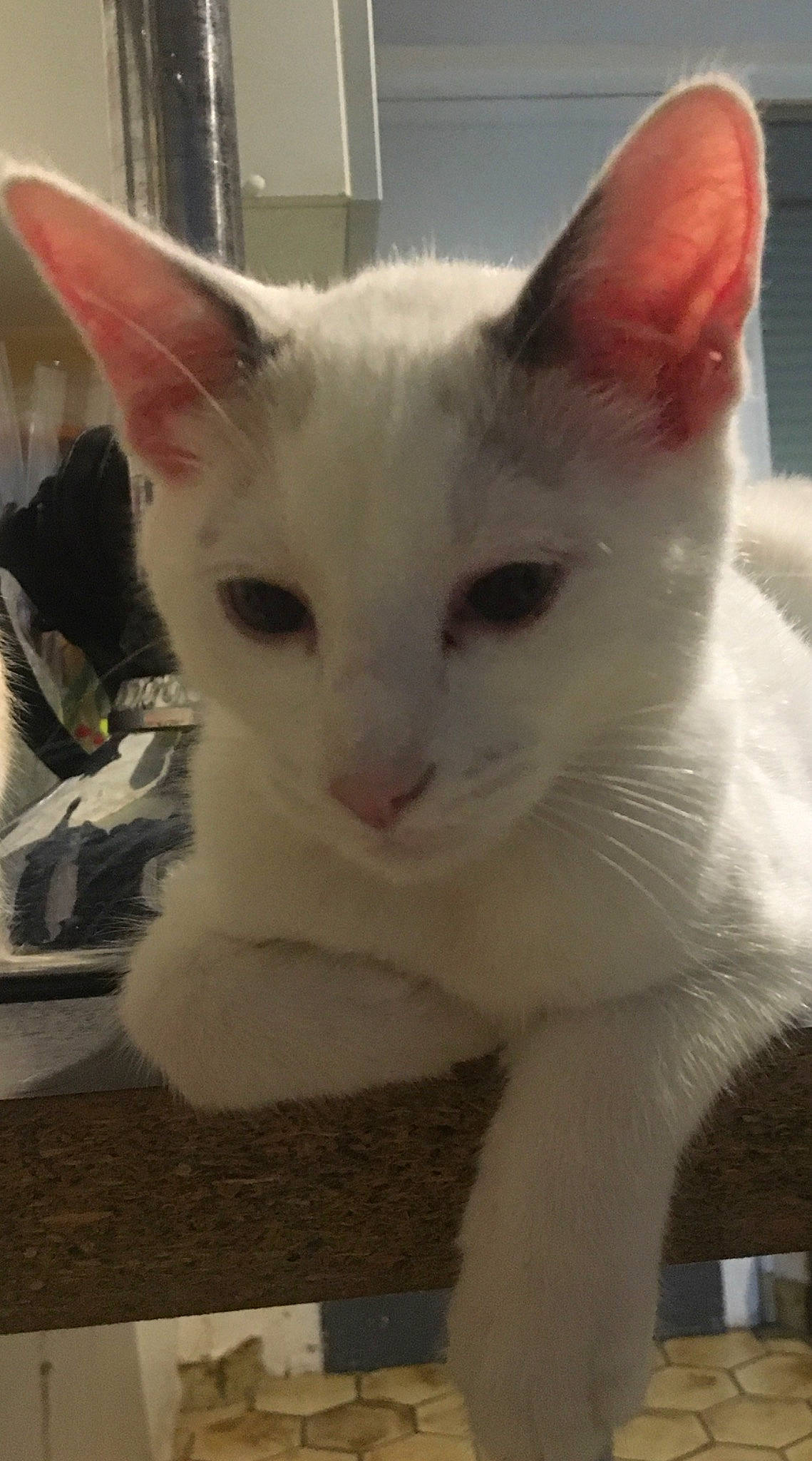 Kayon participe au concours pour gagner de l'argent avec cette photo : aegean_cat, asian, carnivore, cat, colorpoint_shorthair, domestic_short_haired_cat, felidae, javanese, khao_manee, kitten, mammal, oriental_longhair, small_to_medium_sized_cats, tail, turkish_angora, turkish_van, vertebrate, whiskers