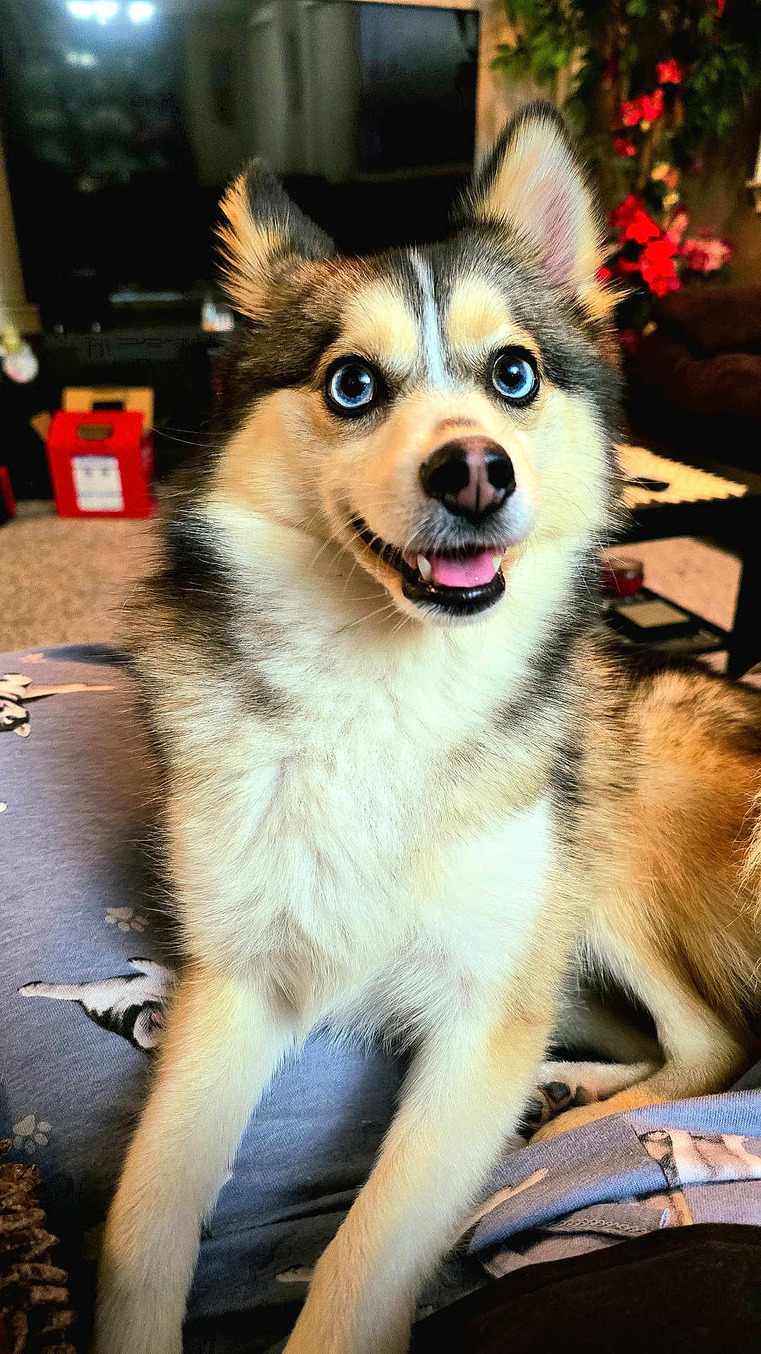 Arya joined the competition — help win amazing prizes! dog, blue_eyes, fluffy, smiling, indoor, living_room, pet, cute, fur, sitting, cozy, person, lap, animal, domestic, happy, close_up, portrait, canine, companion