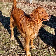 Buddy is registered to the contest to win money with this photo: dog, golden_retriever, outdoor, sunlight, grass, leaves, fence, pet, canine, happy, animal, mammal, nature, daytime, tail, fur, standing, mouth_open, ears, shadow