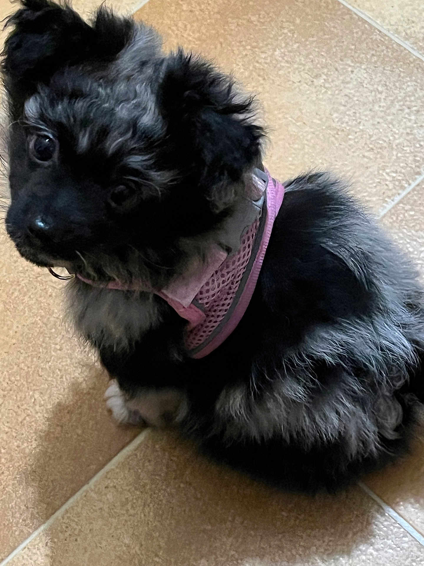 Bella a rejoint le concours — aidez-le/la à gagner de superbes lots ! puppy, dog, pet, animal, fur, black, gray, pink_harness, floor, tile, cute, sitting, small, indoor, young, curious, adorable, portrait, closeup, companion