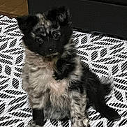 Bella a rejoint le concours — aidez-le/la à gagner de superbes lots ! puppy, dog, pet, fur, black, white, patterned_rug, indoor, curious, small, cute, animal, sitting, floor, ears, paws, young, domestic, mammal, companion