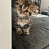 kitten, cat, pet, cute, fluffy, curious, indoor, couch, furniture, living_room, wall, home_decor, shelf, cozy, small, tabby, animal, young, fur, whiskers