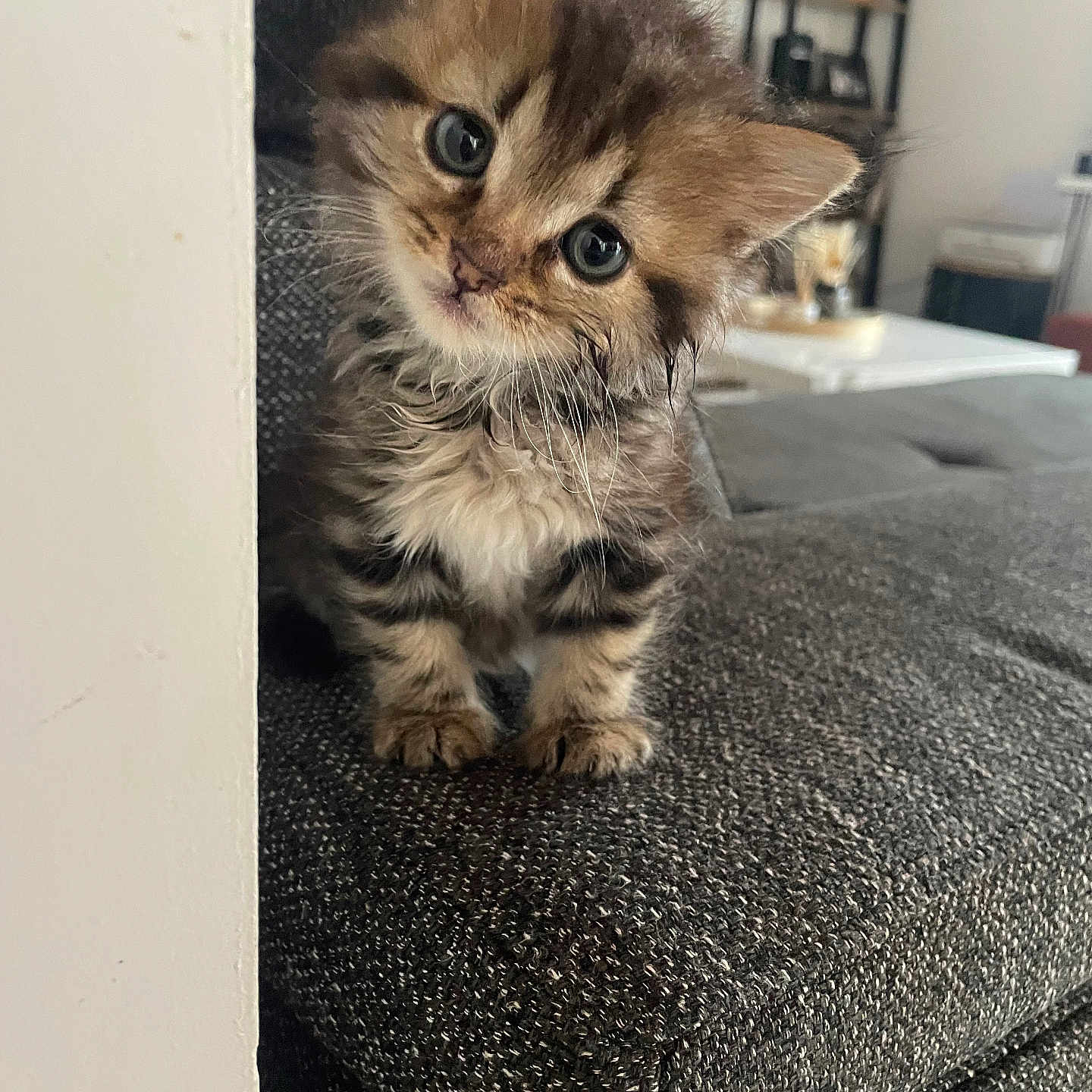 Smokie a rejoint le concours — aidez-le/la à gagner de superbes lots ! kitten, cat, pet, cute, fluffy, curious, indoor, couch, furniture, living_room, wall, home_decor, shelf, cozy, small, tabby, animal, young, fur, whiskers