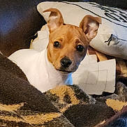 Scamp is registered to the contest to win money with this photo: dog, pet, small_dog, blanket, couch, indoor, cozy, brown_and_white, ears_up, curious, animal, cute, companion, resting, home, fur, portrait, looking, snuggle, relaxed