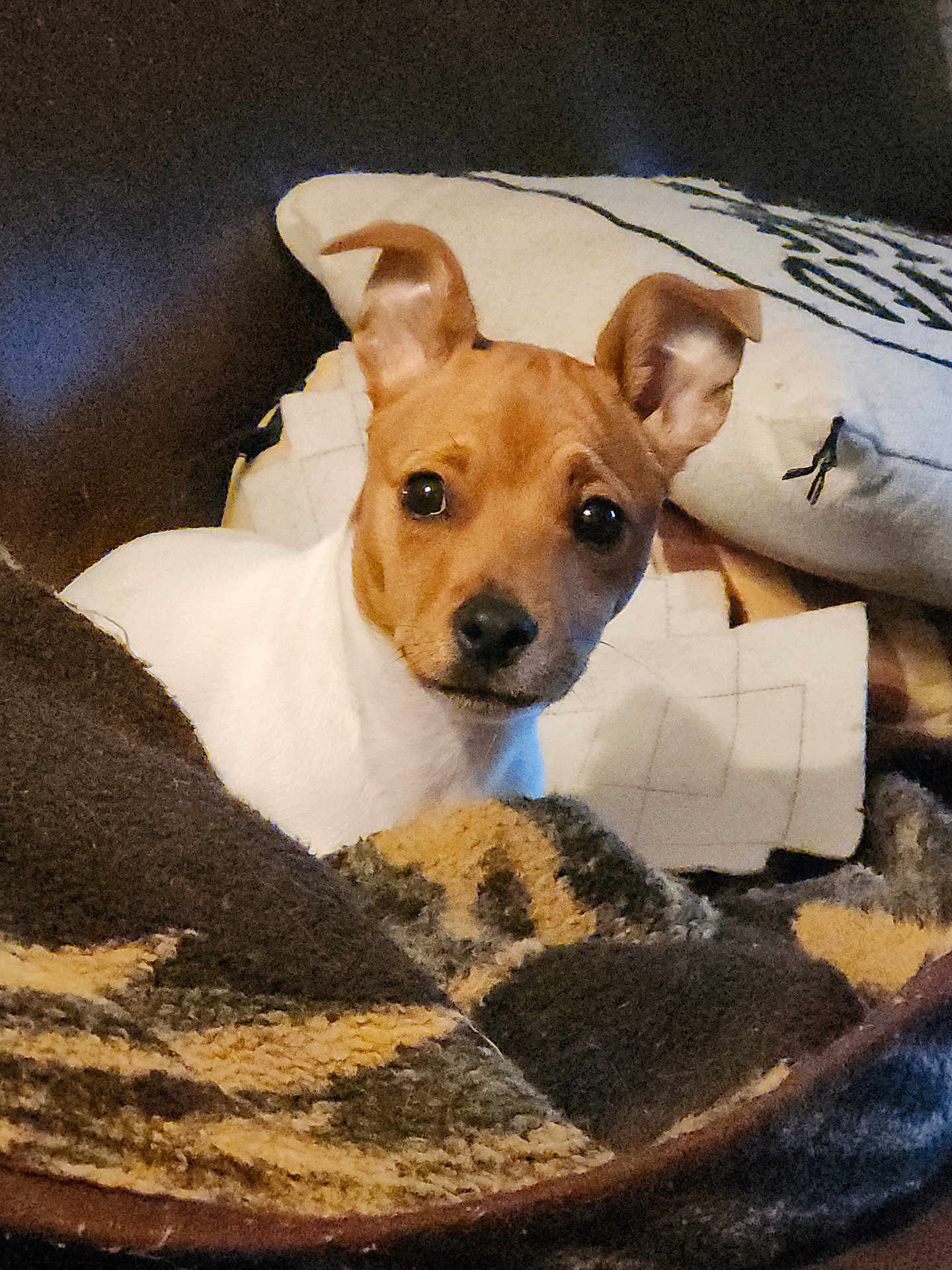 Scamp is registered to the contest to win money with this photo: dog, pet, small_dog, blanket, couch, indoor, cozy, brown_and_white, ears_up, curious, animal, cute, companion, resting, home, fur, portrait, looking, snuggle, relaxed