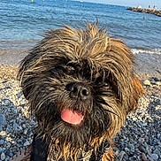 Aya participe au concours pour gagner de l'argent avec cette photo : dog, beach, sea, water, pebbles, wet_fur, tongue_out, sunlight, sky, harness, close_up, outdoor, summer, waves, rocks, happy, pet, nature, vacation, shore