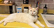 Cloud joined the competition — help win amazing prizes! cat, cream_colored, collar, kitchen, countertop, yellow_surface, brick_wall, microwave, sink, utensils, domestic, relaxed, pet, feline, indoor, tabletop, appliance, food_container, decor, animal