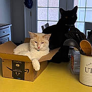 Cloud is registered to the contest to win money with this photo: cat, box, kitchen, countertop, utensils, black_cat, cream_cat, window, chair, cardboard, domestic, pet, indoor, feline, shadow, relaxing, yellow_surface, container, collar, household