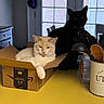 cat, box, kitchen, countertop, utensils, black_cat, cream_cat, window, chair, cardboard, domestic, pet, indoor, feline, shadow, relaxing, yellow_surface, container, collar, household