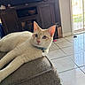 Cloud joined the competition — help win amazing prizes! cat, blue_eyes, collar, tag, couch, living_room, television, cabinet, tile_floor, sunlight, indoor, pet, feline, relaxed, fur, whiskers, ear, home_decor, window, door