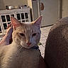 Cloud is registered to the contest to win money with this photo: cat, indoor, living_room, furniture, cabinet, door, clock, tile_floor, person, feet, relaxing, pet, whiskers, fur, closeup, cozy, home, domestic_animal, cute, resting