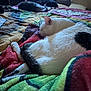 cat, sleeping, bed, blanket, indoor, animal, pet, fur, resting, cozy, colorful, pattern, multiple_cats, relaxation, domestic, whiskers, tail, soft, quiet, comfort