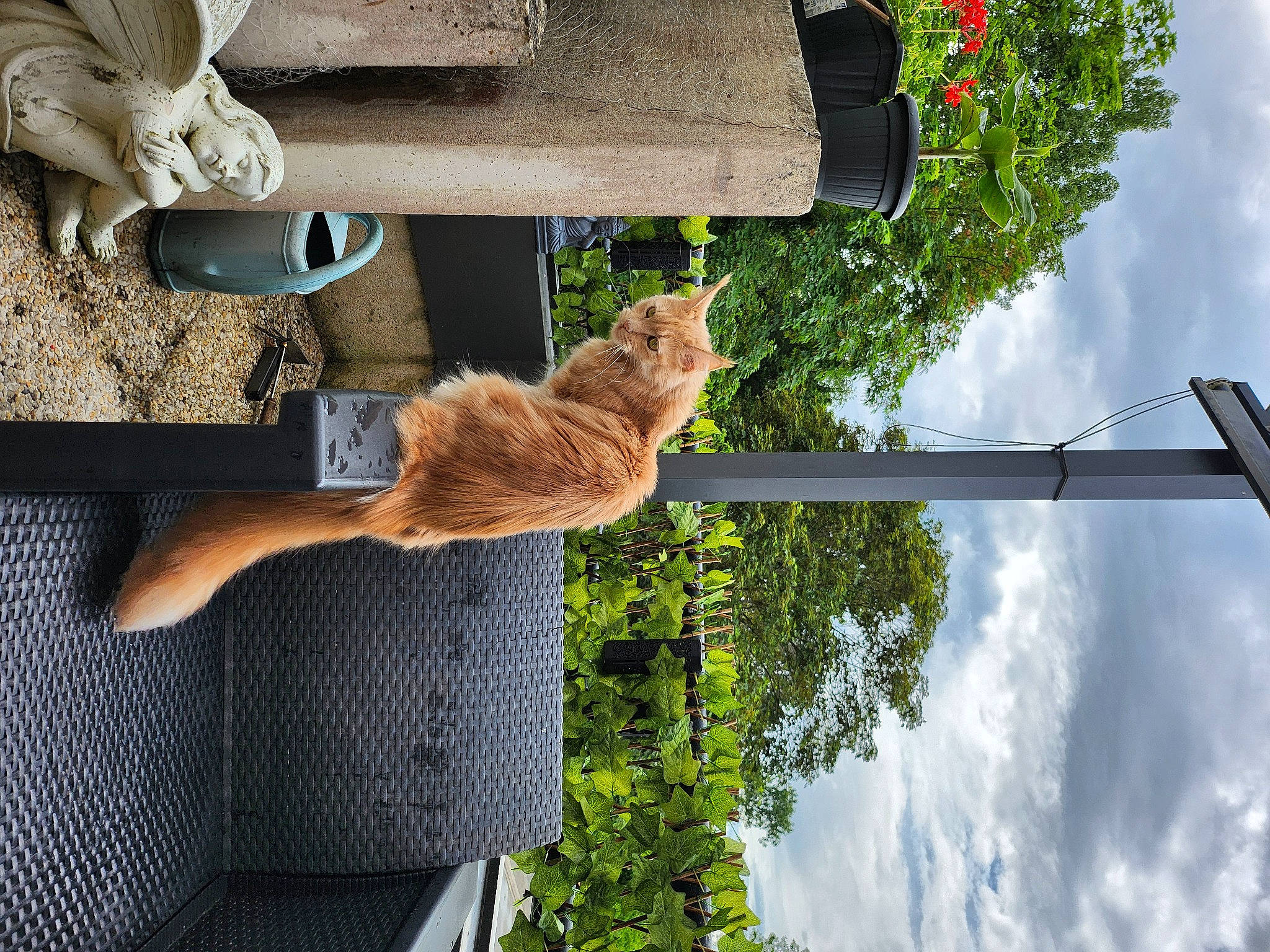 Thaïs a rejoint le concours — aidez-le/la à gagner de superbes lots ! carnivore, cat, cloud, domestic_short_haired_cat, felidae, flowerpot, fur, grass, houseplant, human_leg, light, plant, pole, sculpture, sky, small_to_medium_sized_cats, statue, tail, tree, wood