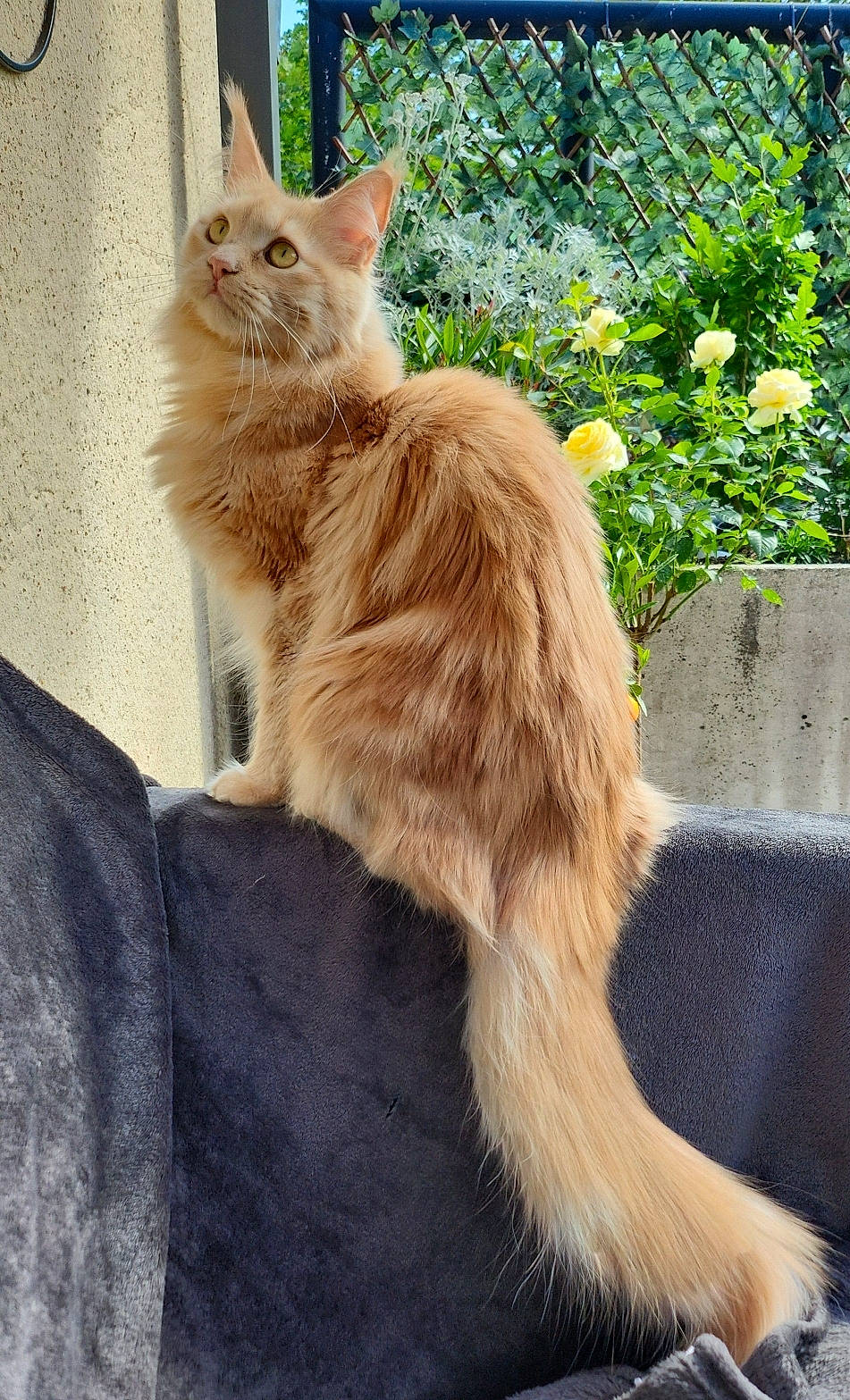 Thaïs a rejoint le concours — aidez-le/la à gagner de superbes lots ! carnivore, cat, claw, domestic_short_haired_cat, felidae, flower, fur, grass, paw, plant, road_surface, small_to_medium_sized_cats, tail, terrestrial_animal, whiskers, window, wood