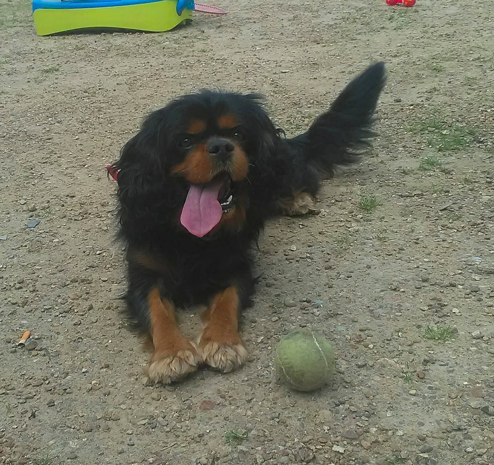 Half participe au concours pour gagner de l'argent avec cette photo : canidae, carnivore, cavalier_king_charles_spaniel, companion_dog, dog, dog_breed, king_charles_spaniel, mammal, puppy, rare_breed_dog, sporting_group, vertebrate