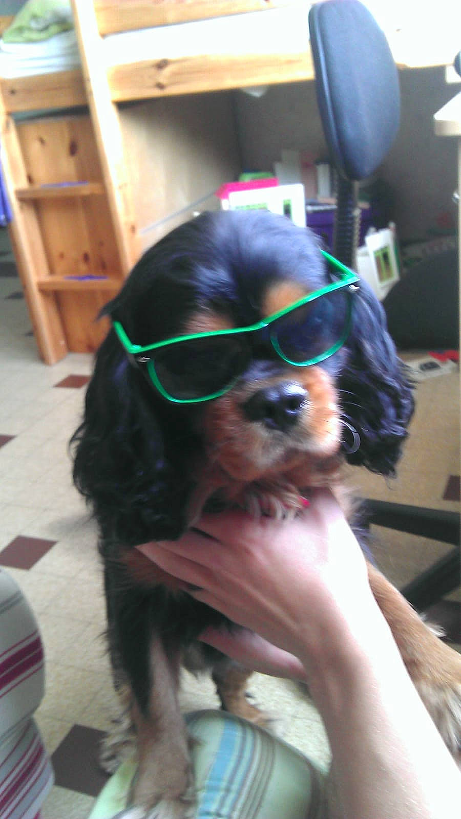 Half a rejoint le concours — aidez-le/la à gagner de superbes lots ! american_cocker_spaniel, canidae, carnivore, cavalier_king_charles_spaniel, cocker_spaniel, companion_dog, dog, dog_breed, ear, english_cocker_spaniel, eyewear, glasses, gordon_setter, king_charles_spaniel, mammal, puppy, setter, spaniel, sporting_group, sunglasses