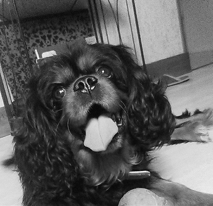 Half participe au concours pour gagner de l'argent avec cette photo : black, black_and_white, boykin_spaniel, canidae, carnivore, cavalier_king_charles_spaniel, cocker_spaniel, companion_dog, dog, dog_breed, king_charles_spaniel, liver, mammal, photography, puppy, rare_breed_dog, snout, spaniel, sporting_group, toy_dog