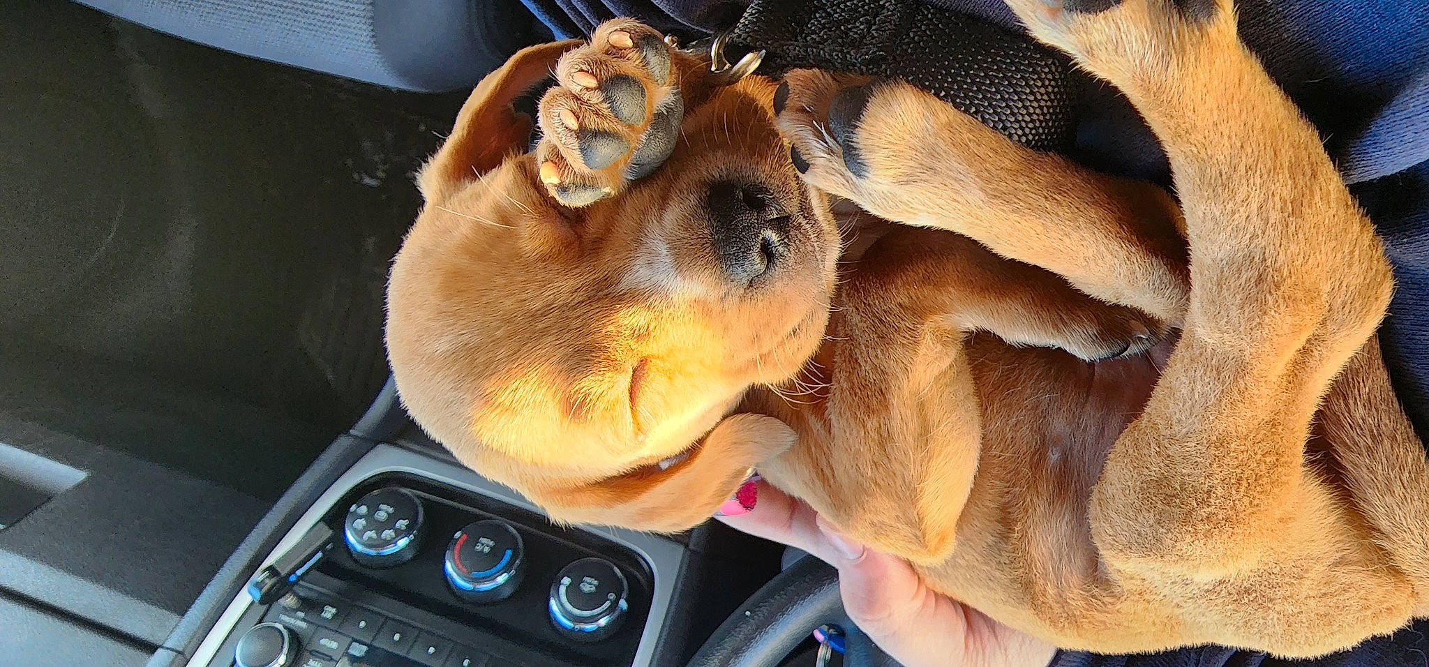 Pumpkin joined the competition — help win amazing prizes! auto_part, automotive_design, car, carnivore, companion_dog, computer_keyboard, dog, dog_breed, family_car, fawn, fur, motor_vehicle, personal_luxury_car, radio, satellite_radio, snout, steering_wheel, vehicle, vehicle_audio, whiskers