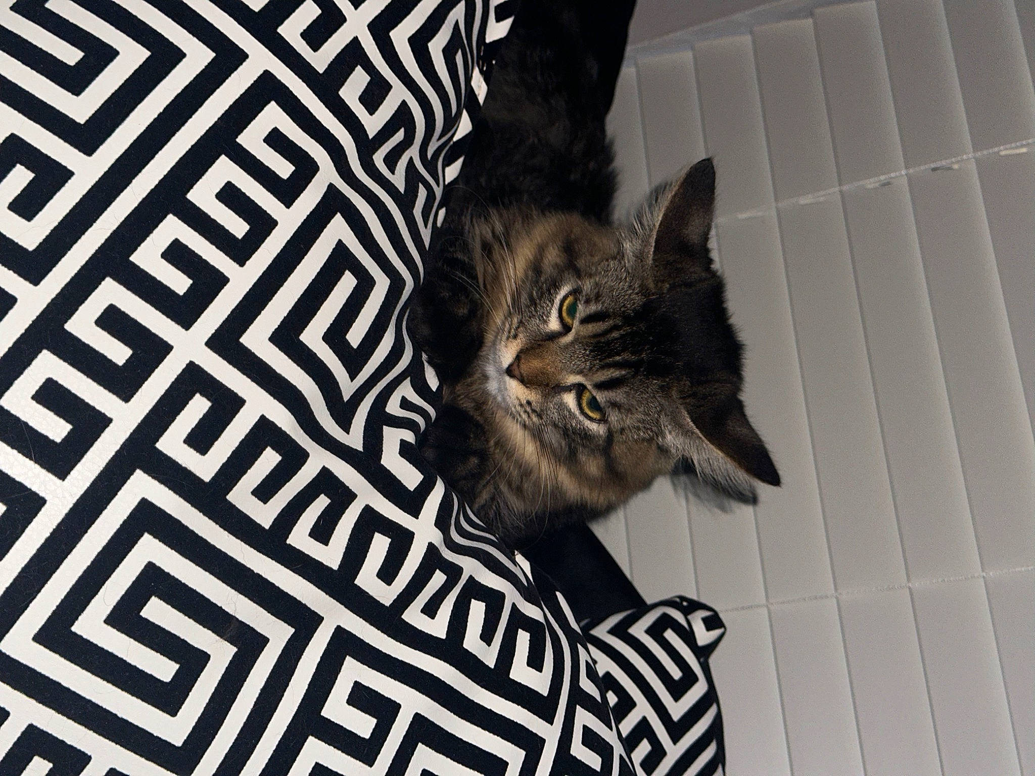 Tiger is registered to the contest to win money with this photo: carnivore, cat, comfort, domestic_short_haired_cat, felidae, flooring, font, fur, grey, linens, monochrome, monochrome_photography, pattern, paw, rectangle, small_to_medium_sized_cats, snout, tail, terrestrial_animal, whiskers