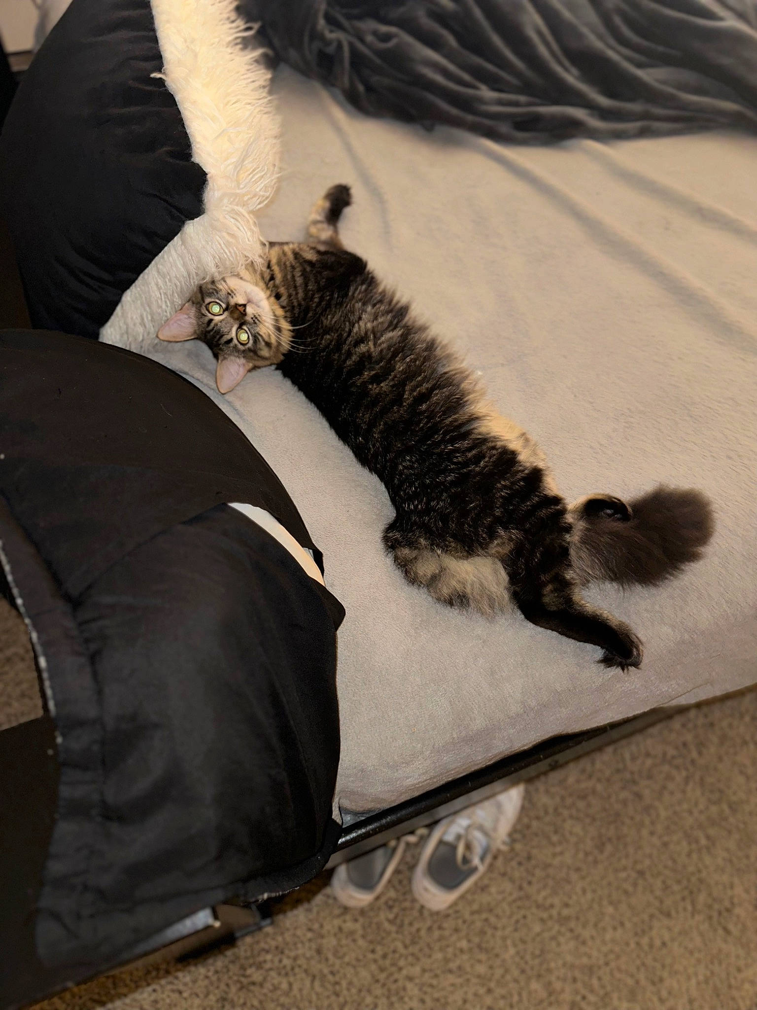 Tiger joined the competition — help win amazing prizes! bedding, canidae, carnivore, comfort, companion_dog, dog_breed, felidae, flooring, fur, gesture, grey, human_leg, linens, nap, paw, sleeve, small_to_medium_sized_cats, snout, sporting_group, tail