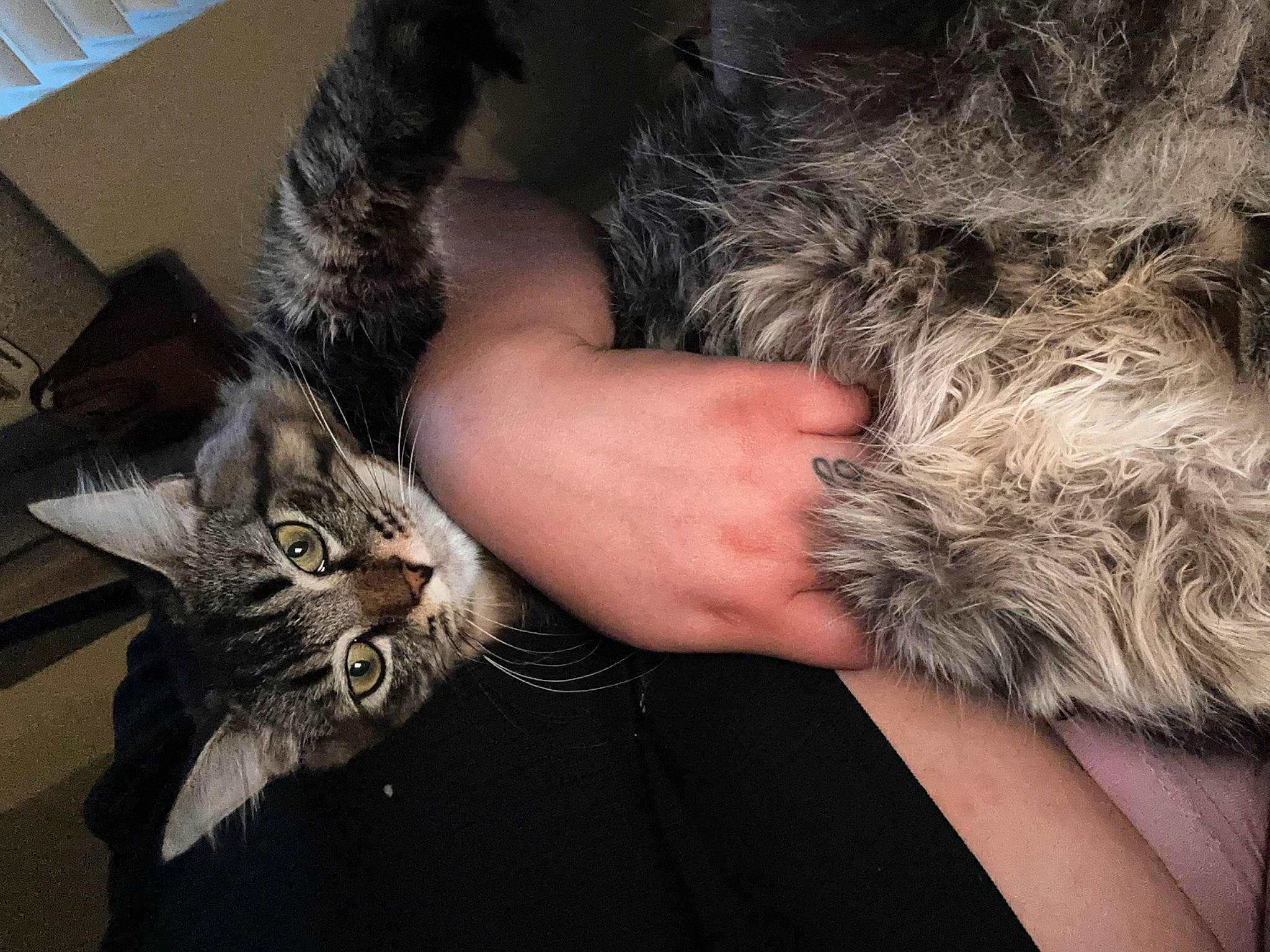 Tiger is registered to the contest to win money with this photo: carnivore, cat, claw, comfort, domestic_short_haired_cat, felidae, fur, gesture, human_leg, nail, paw, small_to_medium_sized_cats, tail, vertebrate, whiskers, wrist