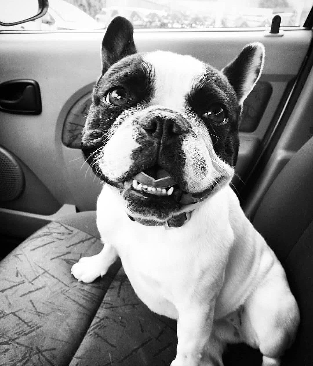 Cléo participe au concours pour gagner de l'argent avec cette photo : black_and_white, boston_terrier, bulldog, canidae, carnivore, companion_dog, dog, dog_breed, french_bulldog, mammal, molosser, non_sporting_group, nose, photography, puppy, rare_breed_dog, skin, snout, toy_bulldog, vertebrate