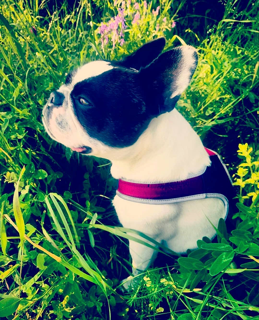Cléo a rejoint le concours — aidez-le/la à gagner de superbes lots ! boston_terrier, canidae, carnivore, companion_dog, dog, dog_breed, dog_clothes, fawn, french_bulldog, grass, green, mammal, non_sporting_group, plant, puppy, snout, toy_fox_terrier