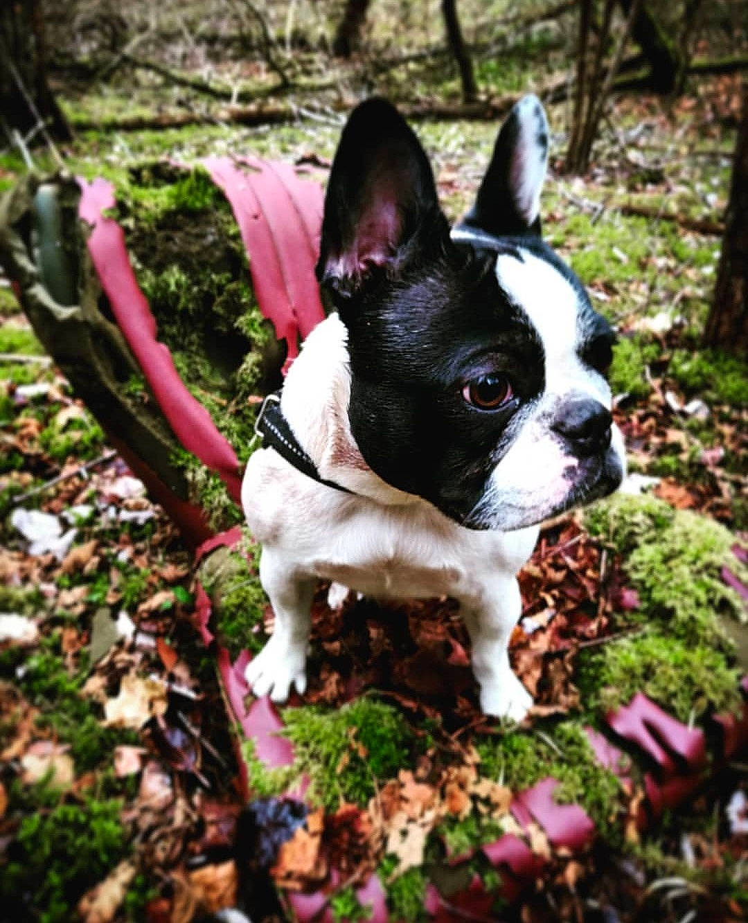 Cléo a rejoint le concours — aidez-le/la à gagner de superbes lots ! adventure, boston_terrier, canidae, carnivore, companion_dog, dog, dog_breed, fawn, french_bulldog, grass, mammal, non_sporting_group, plant, puppy, rare_breed_dog, snout, toy_bulldog, vertebrate