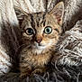 Gus Gus a rejoint le concours — aidez-le/la à gagner de superbes lots ! kitten, cat, tabby, animal, pet, fur, whiskers, ears, eyes, blanket, soft, cozy, cute, indoor, closeup, portrait, young, mammal, resting, curious