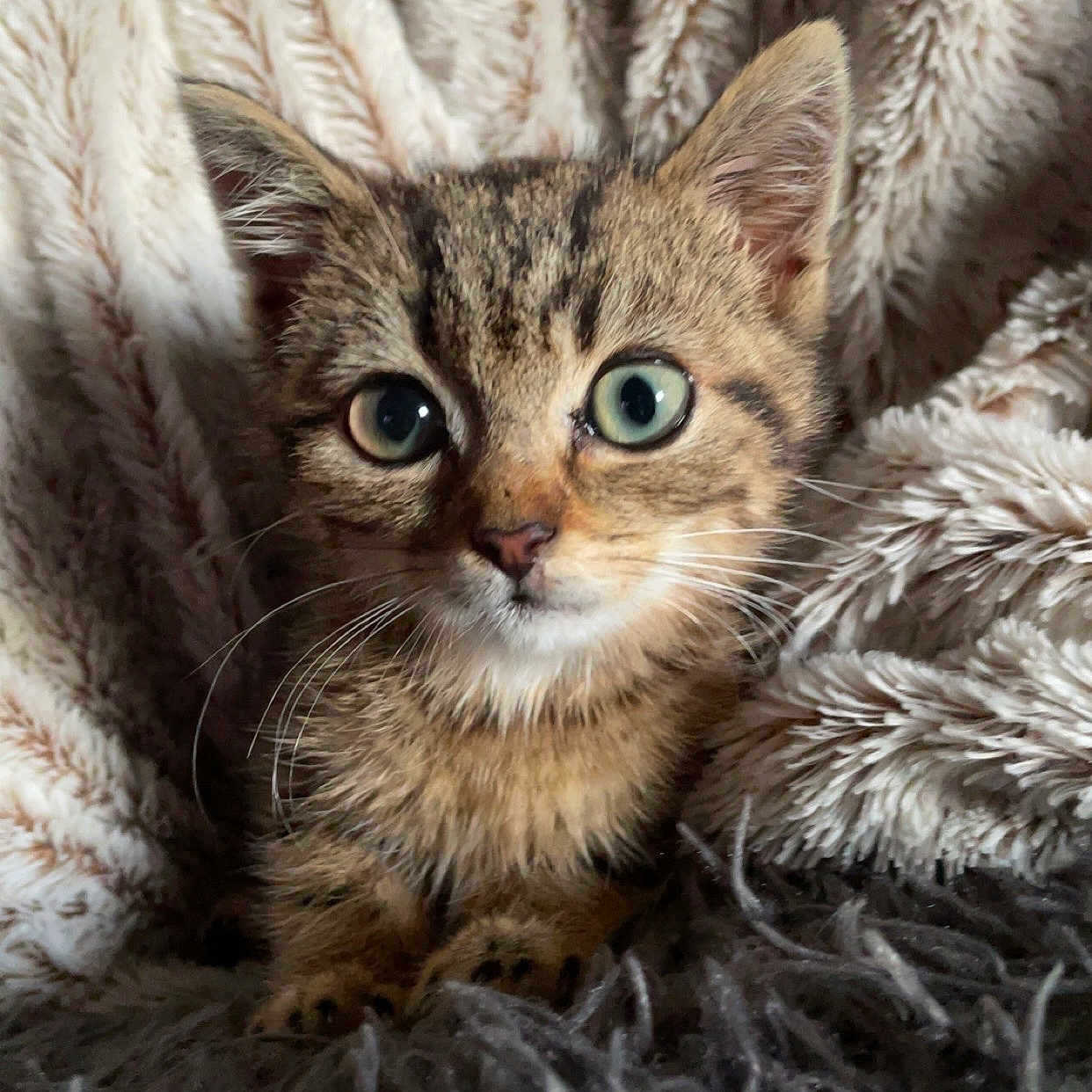 Gus Gus a rejoint le concours — aidez-le/la à gagner de superbes lots ! animal, blanket, cat, closeup, cozy, curious, cute, ears, eyes, fur, indoor, kitten, mammal, pet, portrait, resting, soft, tabby, whiskers, young