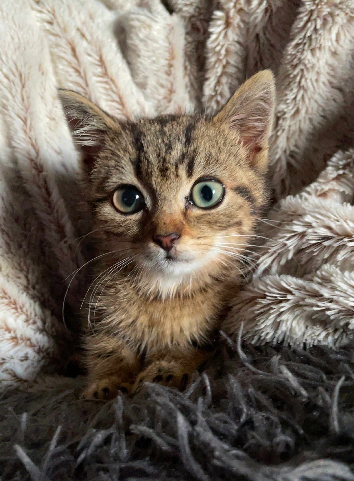 Gus Gus a rejoint le concours — aidez-le/la à gagner de superbes lots ! kitten, cat, tabby, animal, pet, fur, whiskers, ears, eyes, blanket, soft, cozy, cute, indoor, closeup, portrait, young, mammal, resting, curious