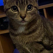 Gus Gus a rejoint le concours — aidez-le/la à gagner de superbes lots ! cat, tabby, pet, animal, indoor, feline, curious, close_up, whiskers, ears, fur, eyes, tongue, domestic_animal, mammal, face, portrait, cute, striped, young_cat