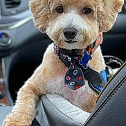 Petey joined the competition — help win amazing prizes! animal, black_nose, brown_fur, canine, car_interior, close_up, collar, companion, cute, dog, friendly, fur, groomed, indoor, leash, pet, portrait, seat, sitting, tie