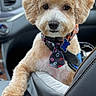 animal, black_nose, brown_fur, canine, car_interior, close_up, collar, companion, cute, dog, friendly, fur, groomed, indoor, leash, pet, portrait, seat, sitting, tie