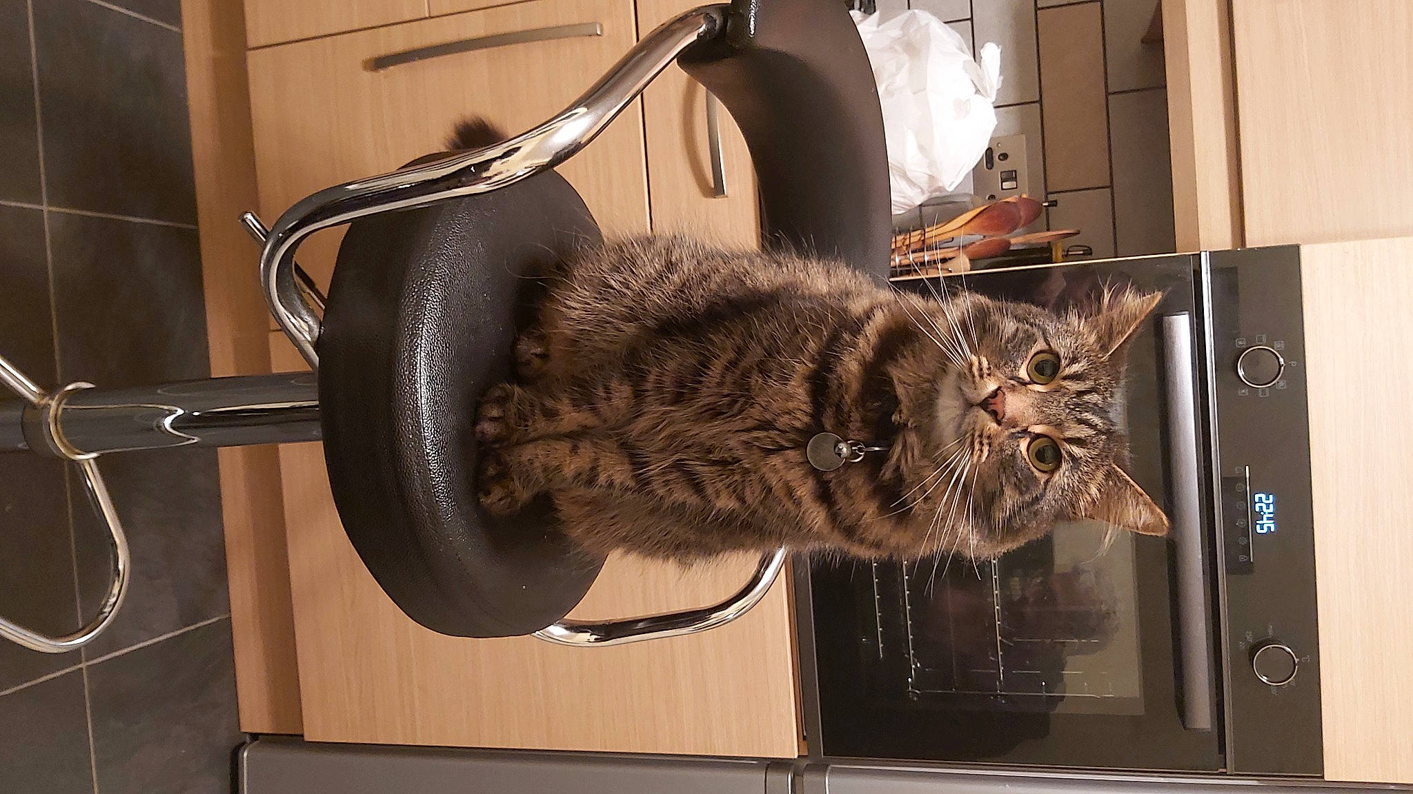 Sidney joined the competition — help win amazing prizes! bag, bicycle_tire, carnivore, cat, claw, comfort, domestic_short_haired_cat, felidae, fur, luggage_and_bags, metal, room, shelf, small_to_medium_sized_cats, snout, tail, vehicle, whiskers, window, wood