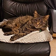 Sidney is registered to the contest to win money with this photo: animal, architecture, armchair, blanket, building, cat, chair, couch, cushion, drawer, furniture, hardwood, homedecor, indoors, kitten, manx, person, pet, sleeping, wood