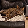 animal, architecture, armchair, blanket, building, cat, chair, couch, cushion, drawer, furniture, hardwood, homedecor, indoors, kitten, manx, person, pet, sleeping, wood