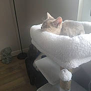 Baby is registered to the contest to win money with this photo: cat, sleeping, cat_tree, fluffy, indoor, window_light, buddha_statue, wooden_floor, cozy, pet, animal, furniture, resting, relaxed, soft_texture, home, decor, quiet, comfortable, nap