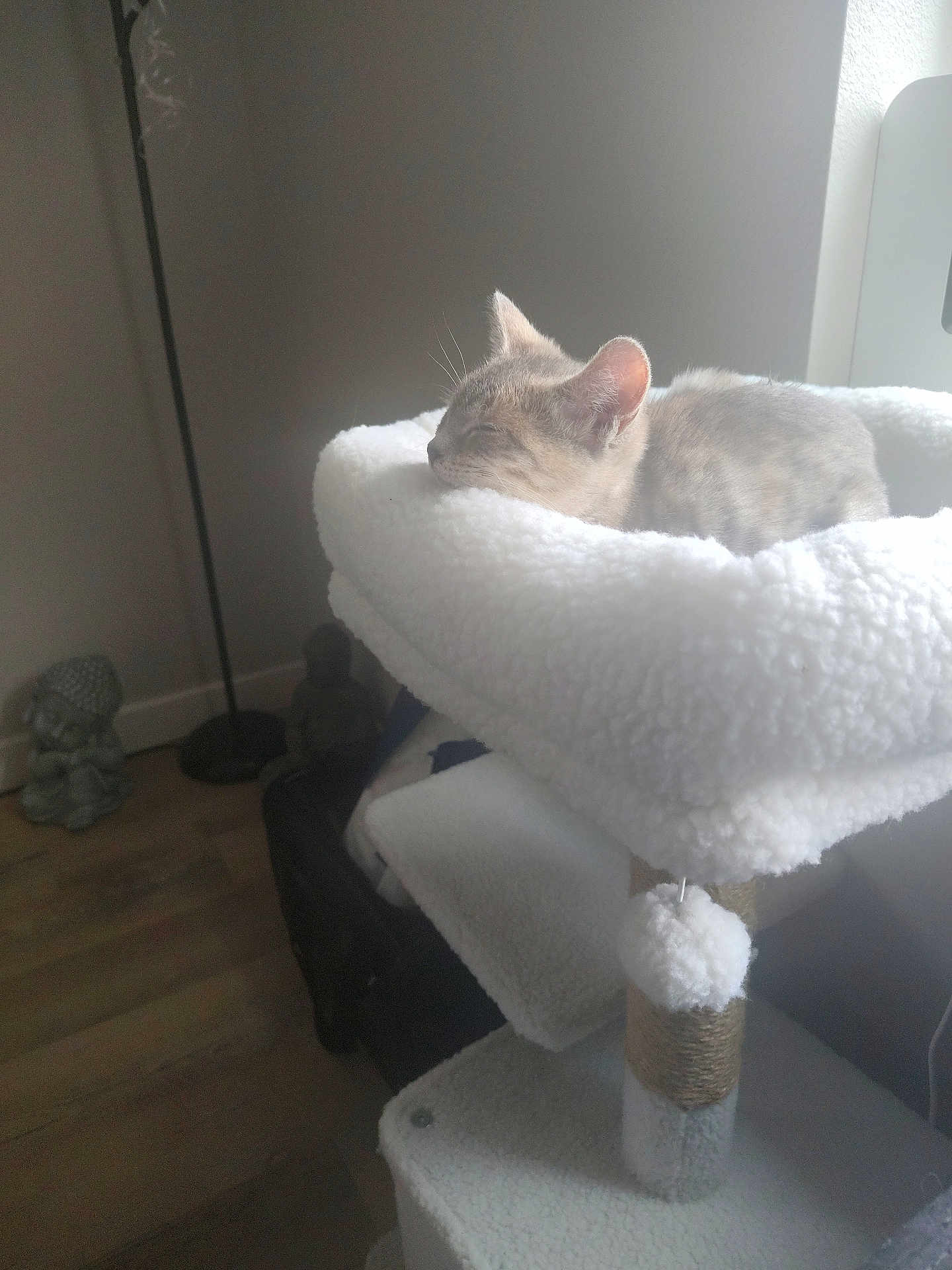 Baby is registered to the contest to win money with this photo: cat, sleeping, cat_tree, fluffy, indoor, window_light, buddha_statue, wooden_floor, cozy, pet, animal, furniture, resting, relaxed, soft_texture, home, decor, quiet, comfortable, nap