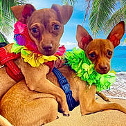 Bebe And Tito joined the competition — help win amazing prizes! dog, small_dog, beach, sand, ocean, palm_tree, lei, colorful, pet, animal, outdoor, tropical, two_dogs, brown_dog, close_up, summer, vacation, cute, leash, nature