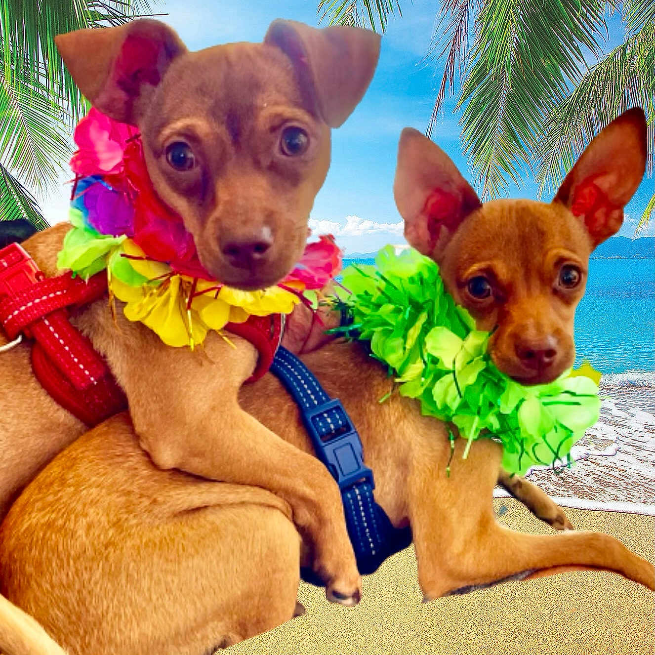 Bebe And Tito joined the competition — help win amazing prizes! animal, beach, brown_dog, close_up, colorful, cute, dog, leash, lei, nature, ocean, outdoor, palm_tree, pet, sand, small_dog, summer, tropical, two_dogs, vacation