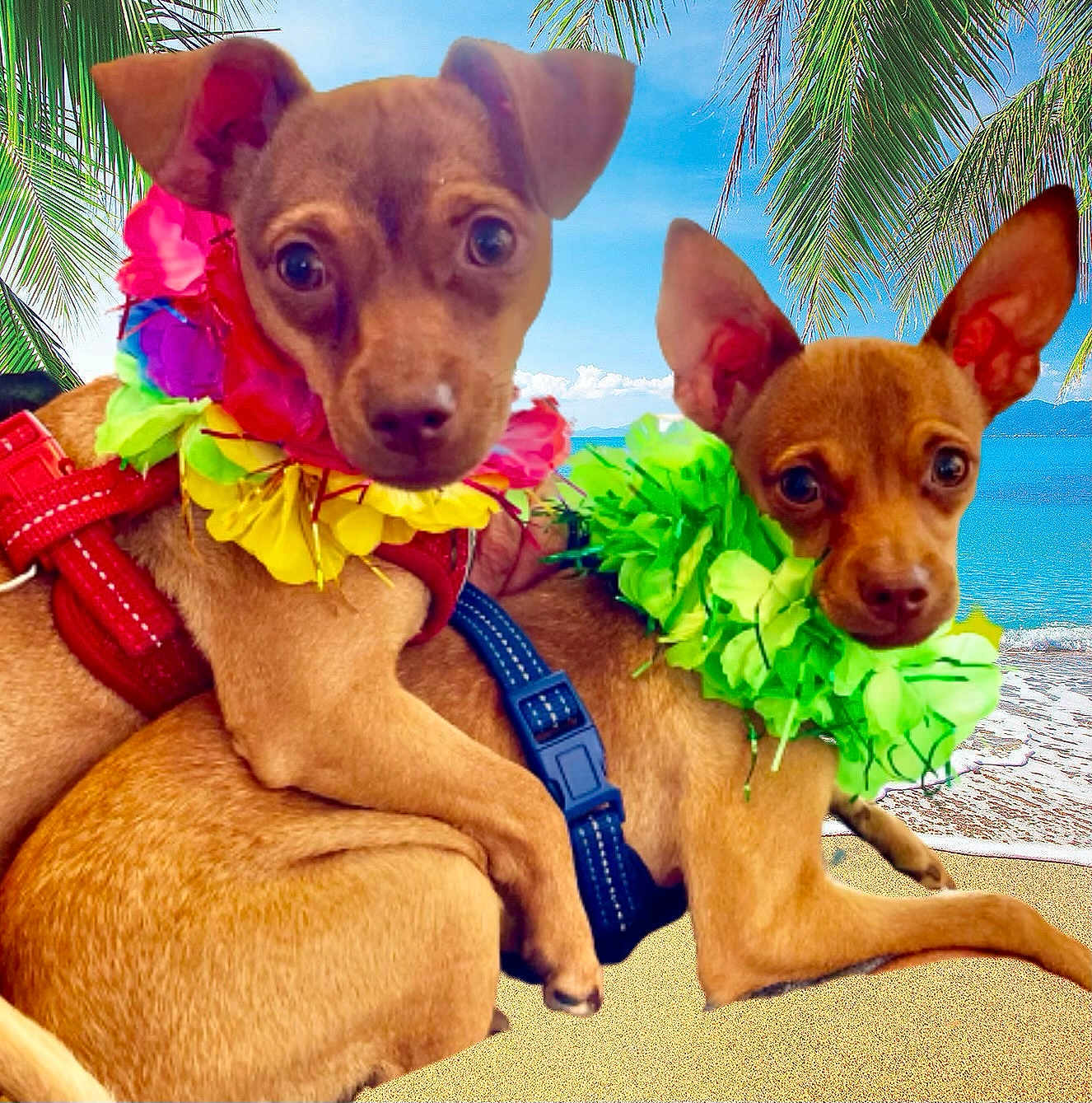 Bebe And Tito joined the competition — help win amazing prizes! dog, small_dog, beach, sand, ocean, palm_tree, lei, colorful, pet, animal, outdoor, tropical, two_dogs, brown_dog, close_up, summer, vacation, cute, leash, nature