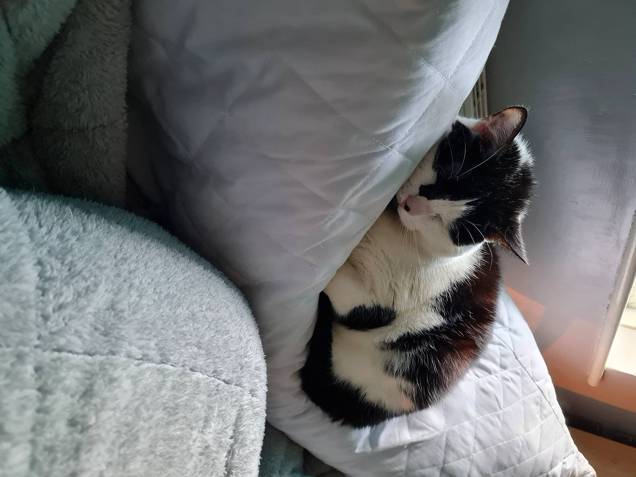 Ying is registered to the contest to win money with this photo: bed, bedding, carnivore, cat, comfort, couch, domestic_short_haired_cat, felidae, foot, fur, grey, human_leg, linens, paw, small_to_medium_sized_cats, snout, tail, whiskers, window, wood