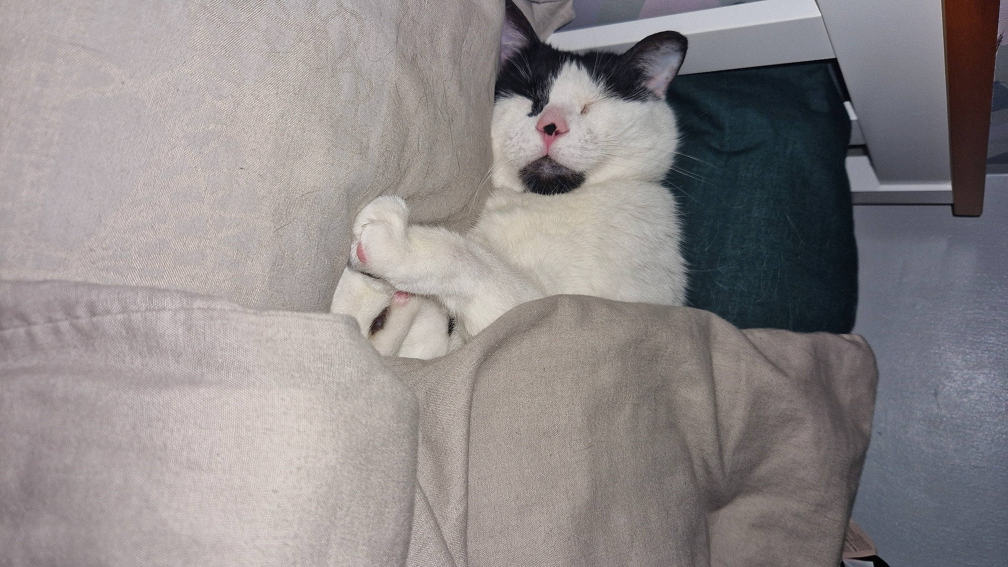 Ying joined the competition — help win amazing prizes! carnivore, cat, comfort, couch, domestic_short_haired_cat, felidae, fur, grey, linens, nap, paw, sitting, small_to_medium_sized_cats, snout, tail, whiskers